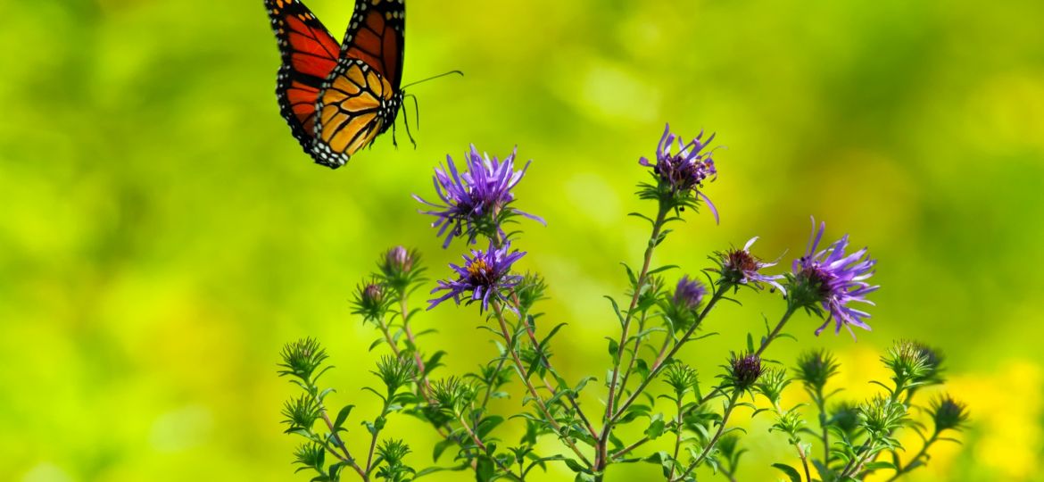 butterfly-1990204