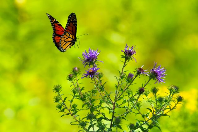 butterfly-1990204