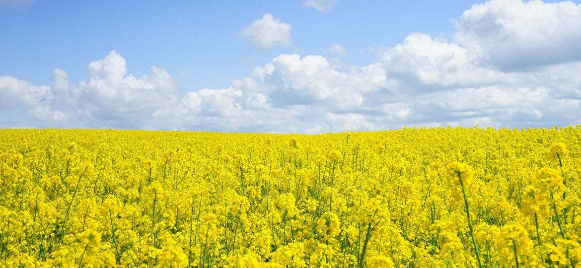 field-of-rapeseeds-474558_1920