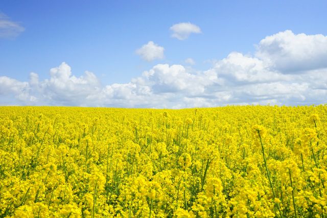 field-of-rapeseeds-474558_1920