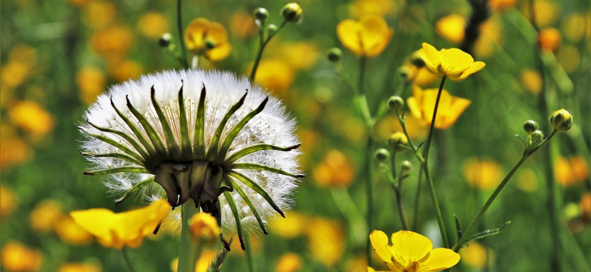 dandelion-3355023_1920