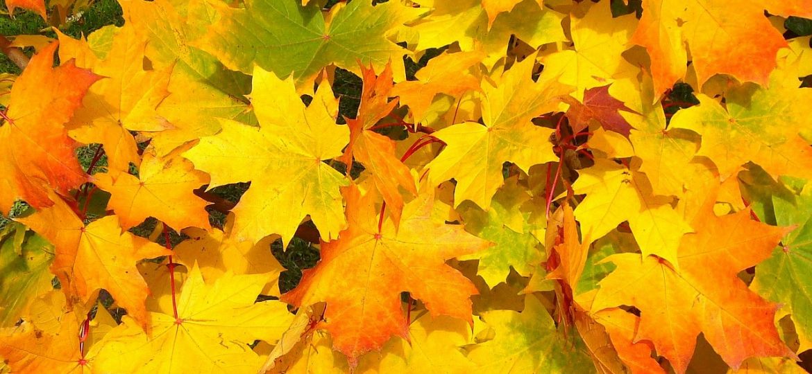 leaves-57427_1280