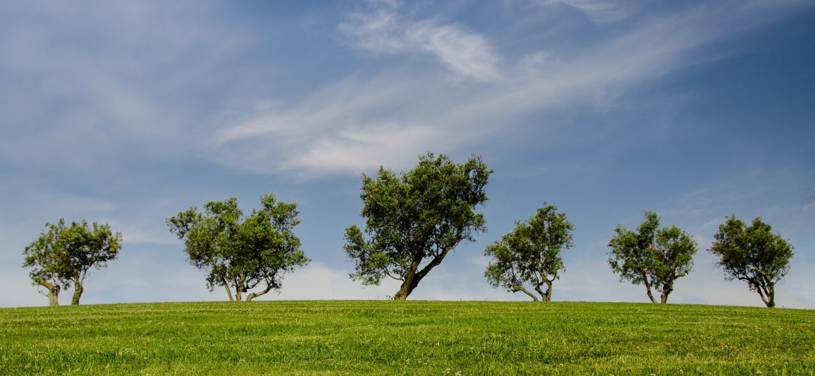 trees-790220_1920
