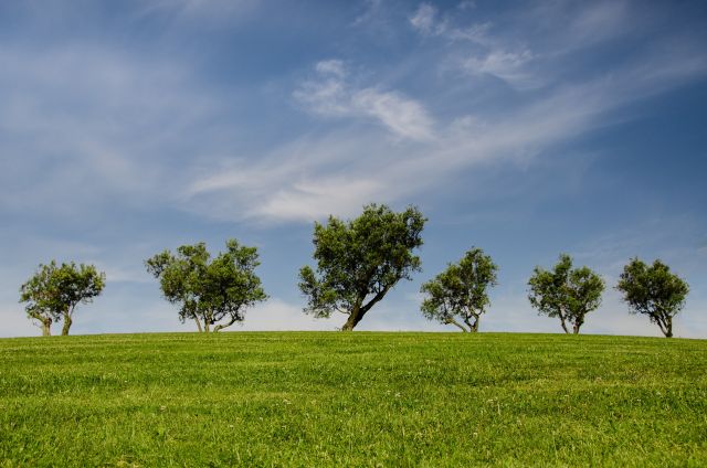 trees-790220_1920